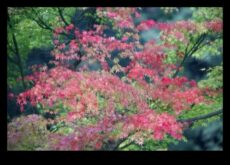 Majestic Maples Japon Bahçesi’nin Sonbahar Cazibesi